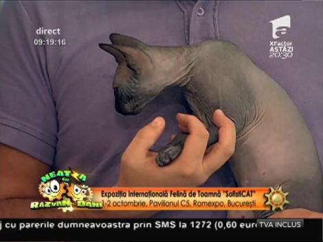 Începe ”SofistiCAT”, eveniment dedicat iubitorilor de pisici