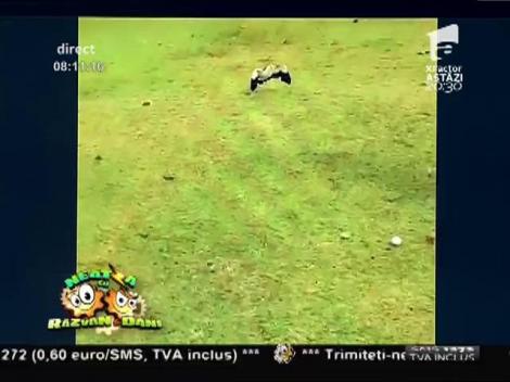 Smiley News: Angry Birds, varianta din viața reală. Au atacat un jucător de golf!