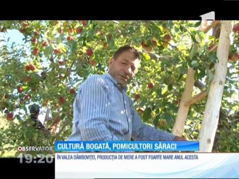 Producție mare de mere în valea Dâmboviței