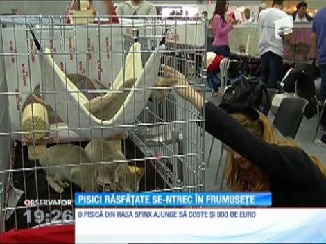 Maine Coon, rasa celor mai mari pisici domestice din lume