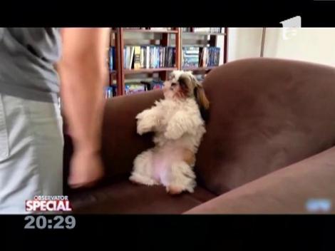 SPECIAL! Câinii adoră să fie scărpinaţi