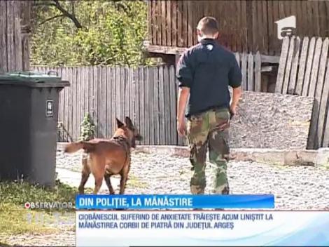 Tey, câinele care a fost exclus din poliție după ce s-a îmbolnăvit, s-a retras printre călugări