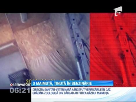 O maimuţă este ţinută captivă în condiţii grele la o benzinărie din Huşi