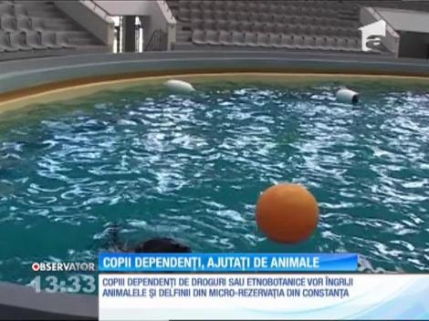 Cu ajutorul delfinilor, 10 studenţi, din Constanţa, au reuşit să scape de dependenţa de droguri