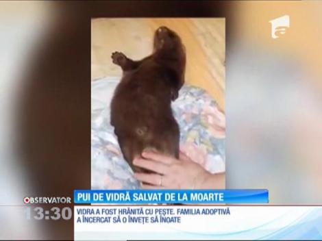 Pui de vidră salvat de la moarte de o familie din Bucureşti