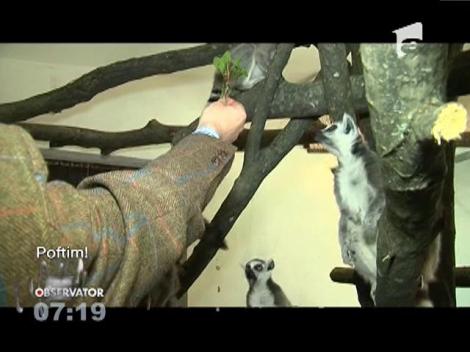 O familie de lemurieni, noii locatari ai Grădinii Zoologice din Târgu-Mureş