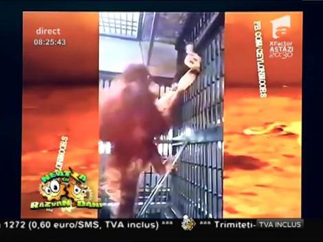 Smiley News: O maimuţă îşi construieşte propriul hamac!