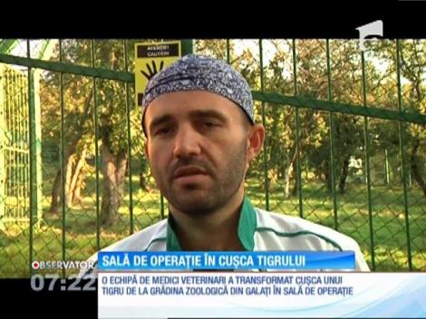 Cuşca unui tigru fioros s-a transformat în sală de operaţie