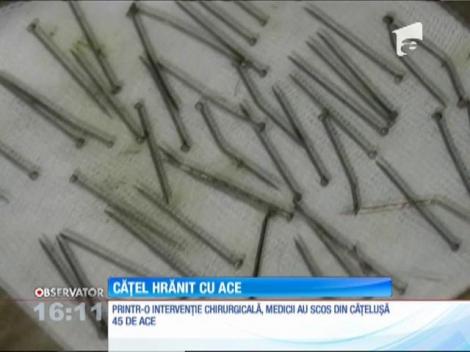 Imagini ȘOCANTE. Cățelușă hrănită cu ace pentru că a rămas gestantă!