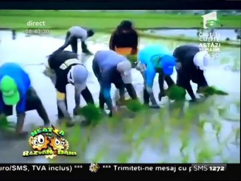 Smiley News: Cei mai tari cultivatori de orez