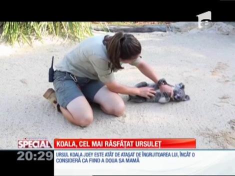 Special! Koala, cel mai răsfățat ursuleț