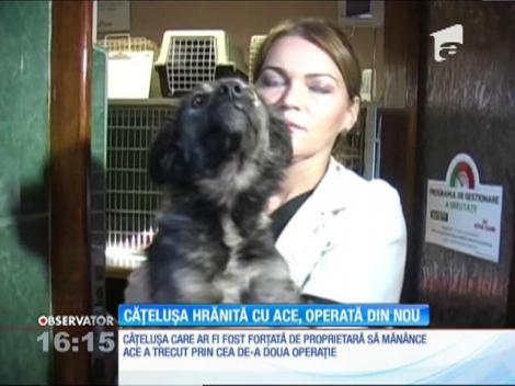 Cățelușa hrănită cu ace, operată din nou