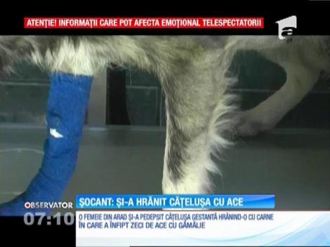 O căţeluşă gestantă a fost înfometată şi apoi hrănită cu un pumn de ace, de stăpâna ei
