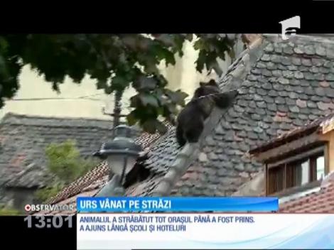 Un urs de 150 de kilograme a semănat groază printre locuitorii orașului Sibiu