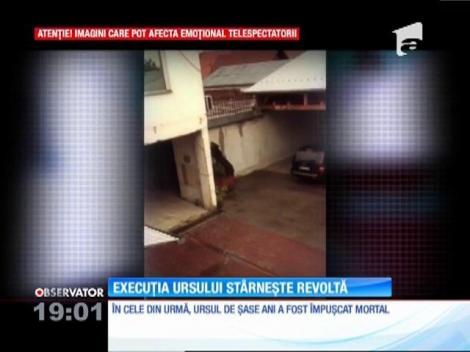 Imagini șocante! Pui de urs, vânat și executat. Cazul a stârnit revoltă şi a declanşat anchete