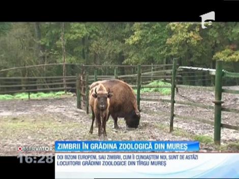 Grădina Zoologică din Târgu Mureş, căminul a doi bizoni europeni