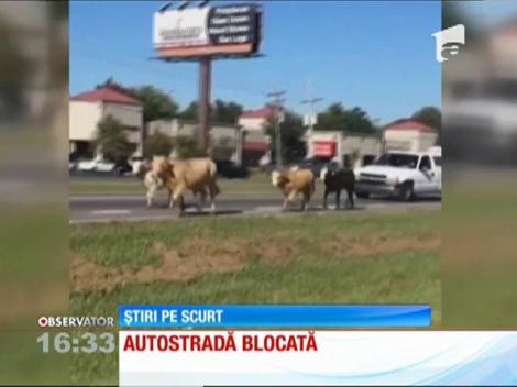 Autostradă din Statele Unite blocată de vaci