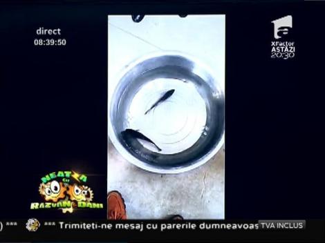 Smiley News: Un peşte îngheţat, readus la viaţă