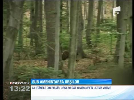 Ciobanii din Rucăr, sub amenințarea urșilor