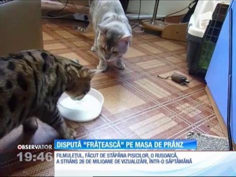 Castronul cu lapte, motiv de șicane între două pisici