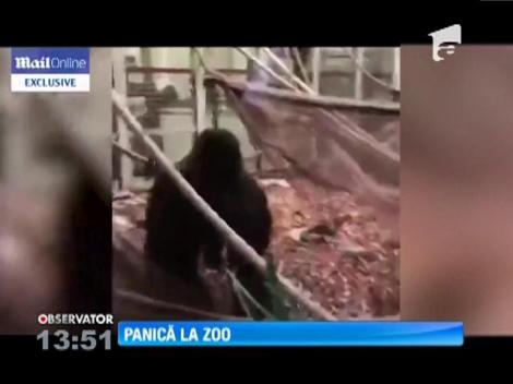 Panică la grădina zoologică din Londra. Cea mai mare gorilă a evadat