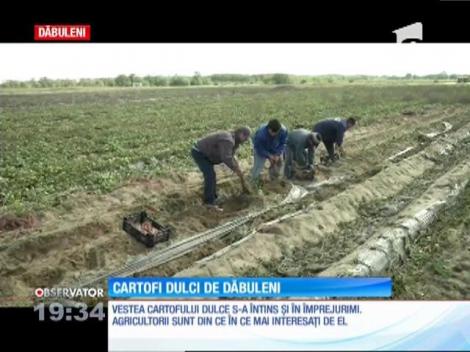 Cartofii dulci de Dăbuleni. Un kilogram poate ajunge şi la 10 lei