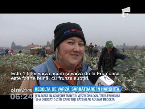 Recolta de varză, motiv de sărbătoare în Harghita