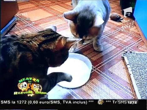 Smiley News: Expresie la pisici - „Frate, frate, dar laptele-i pe bani“