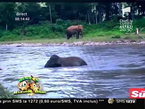 Smiley News: Un pui de elefant salvează un om de la înec