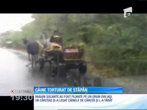 Imagini șocante pe un drum din Iaşi! Un câine este târât pe şosea, legat de căruţa stăpânului său