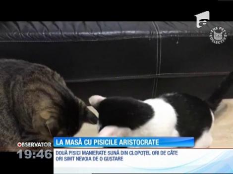 Două pisici au descoperit care e cheia unei mese copioase și rapide