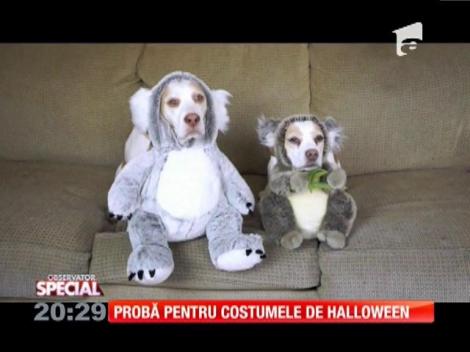SPECIAL! Probă pentru costumele de Halloween