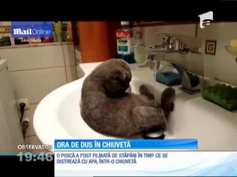 Există şi pisici care adoră apa
