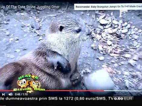 Smiley News: O vidră jonglează cu două pietre