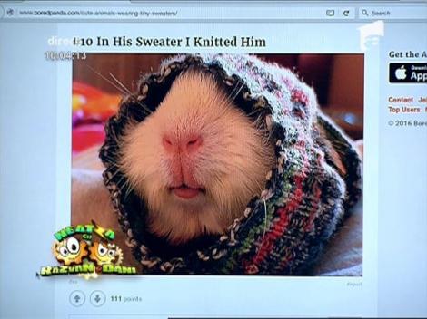 Cele mai haioase animale în hăinuţe. Iată cum arată un melc îmbrăcat!