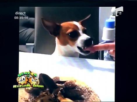 Smiley News: Câinele fiors și tortul