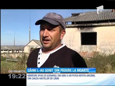 Noi imagini cu ursul executat la Sibiu! Animalul ar fi fost gonit de câini spre moarte