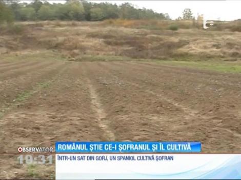 Ţăranii dintr- un sat din Gorj nu doar că ştiu ce este şofranul dar au învăţat şi cum să-l cultive