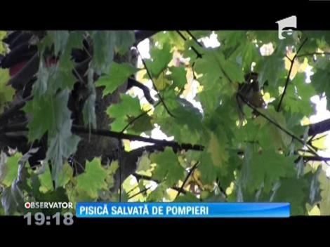 Operaţiune de foc pentru pompierii din Dej! Au fost chemaţi să salveze o pisică scăpată din lesă de stăpâni