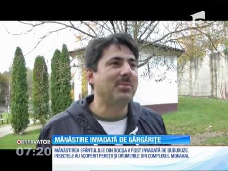 Mânăstirea Sfântul Ilie din Bocşa a fost invadată de gărgăriţe