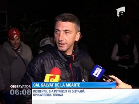 Un cal epuizat şi deshidratat s-a prăbuşit pe o stradă din sectorul 5 al Capitalei