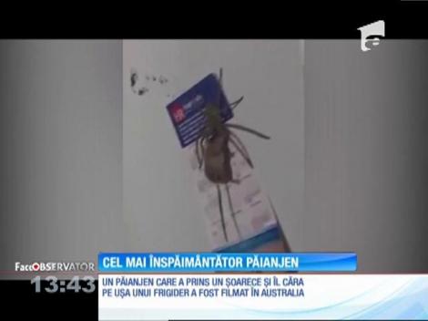 Un păianjen uriaş, filmat în timp ce încerca să ascundă un şoarece mort