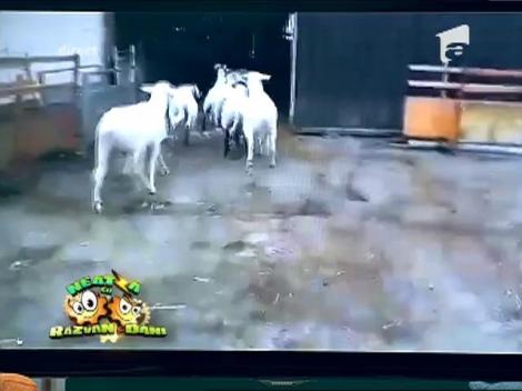 N-ai văzut în viaţa ta ceva mai tare! Reeditarea "Baltagului" în versiunea cu capre