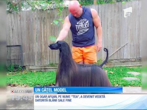 Un ogar afgan a devenit vedetă datorită blănii sale fine