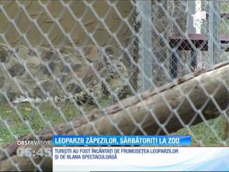 Leoparzii zăpezilor au fost sărbătorit la Grădina Zoologică de la Braşov.