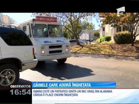 Rambo, câinele care adoră îngheţata