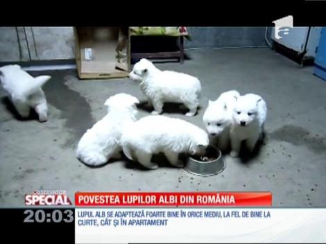 Special! Povestea lupilor albi din România