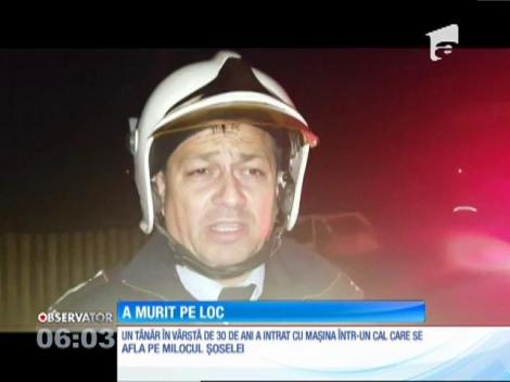 Un cal i-a adus sfârşitul unui tânăr pe o şosea din judeţul Hunedoara