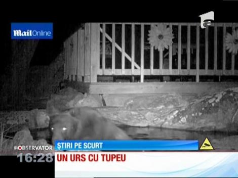 Un urs cu tupeu