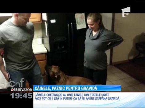 Câinele, paznic pentru o gravidă